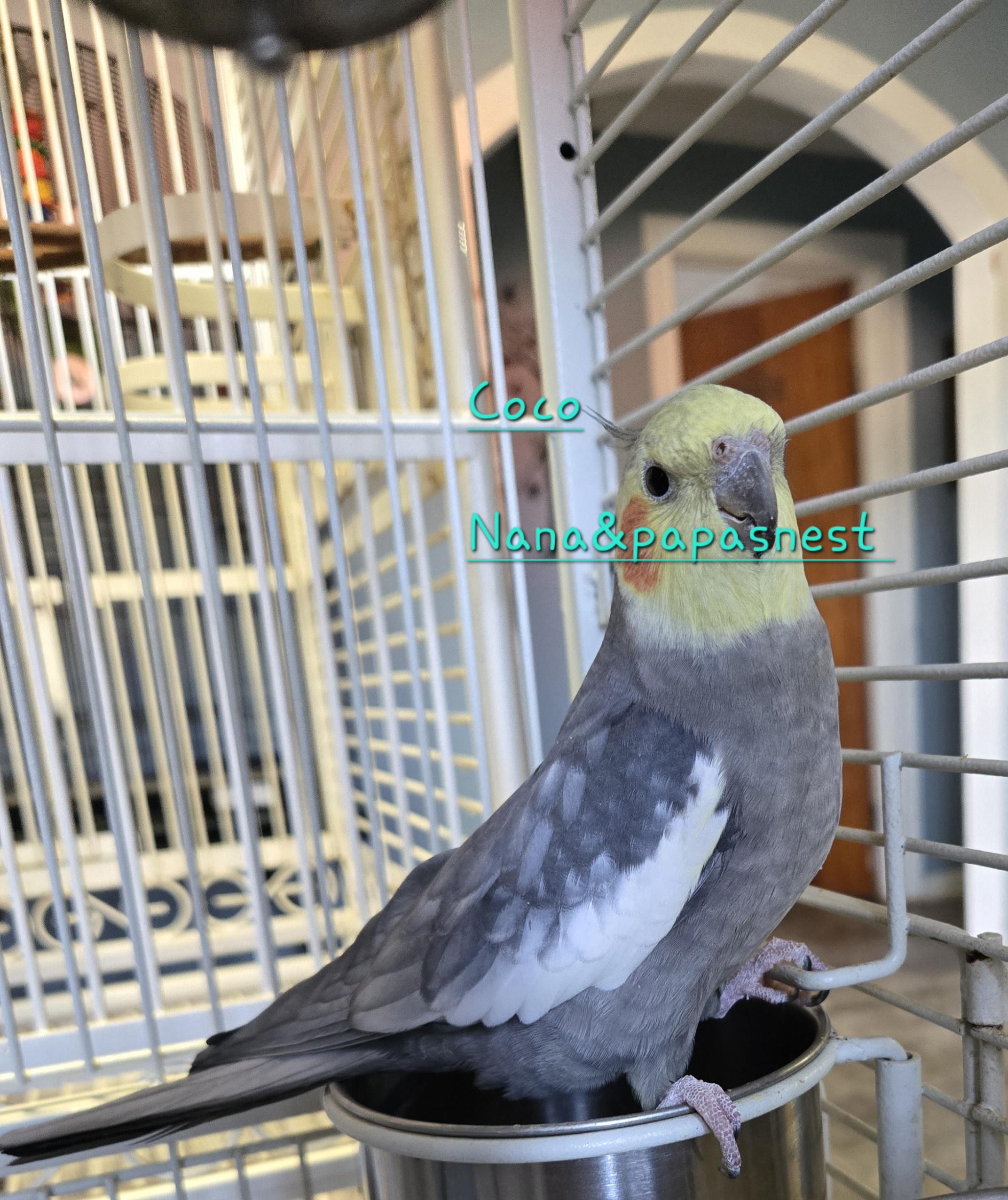 Coco, adopted, Adult Male Cockatiel.