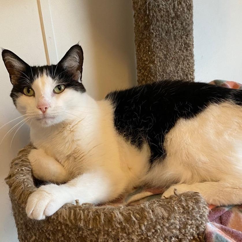 Lucky, Adoptable, Senior Male Domestic Short Hair.
