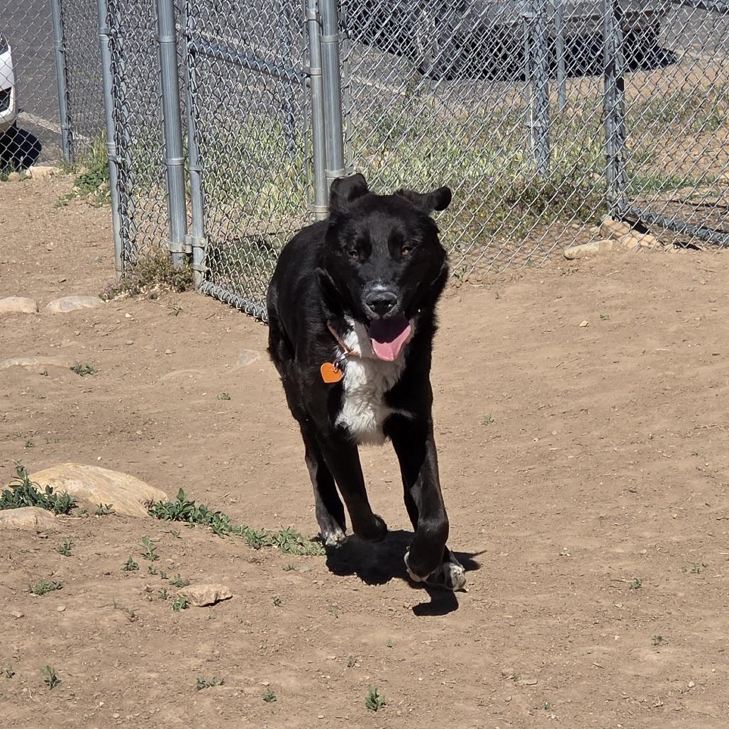 Oreo, Adoptable, Adult Male Black Labrador Retriever.