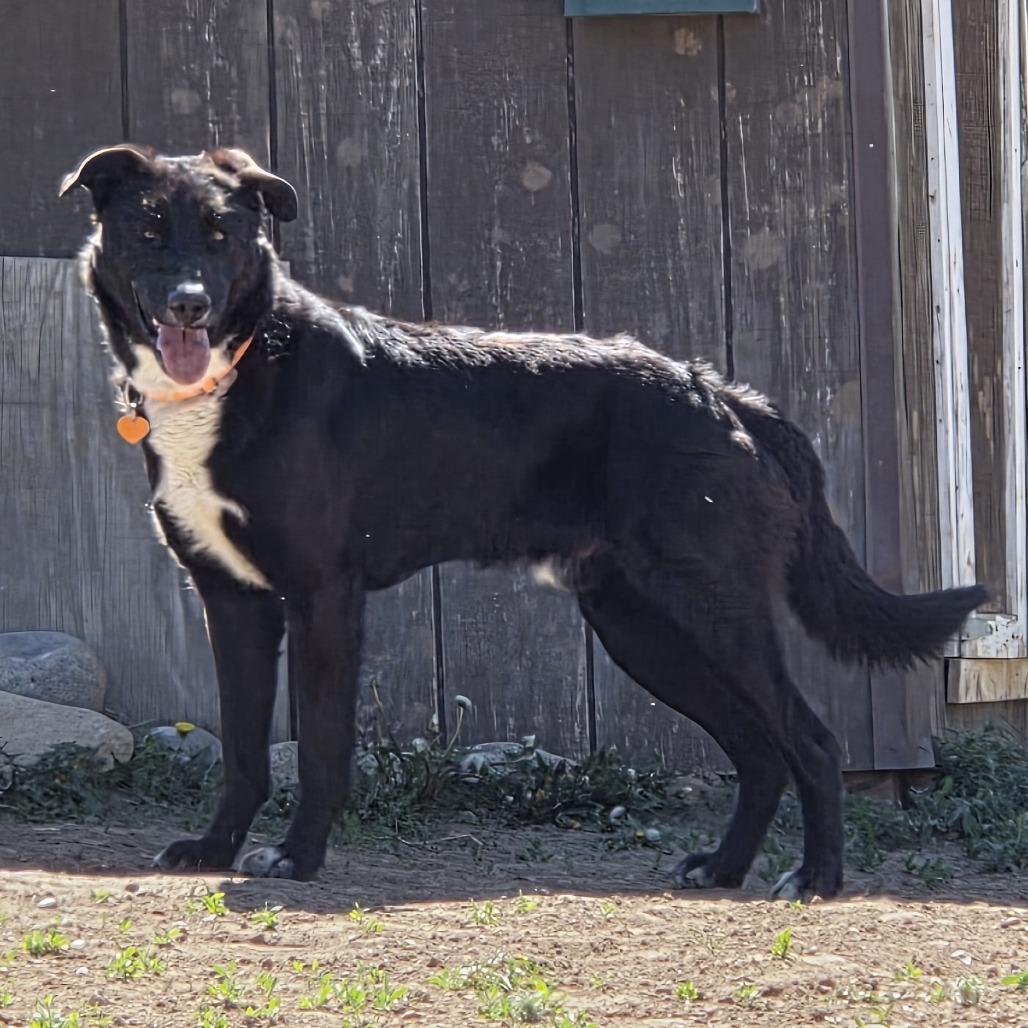 Oreo, a Adoptable Black Labrador Retriever in Durango, CO image 2/3