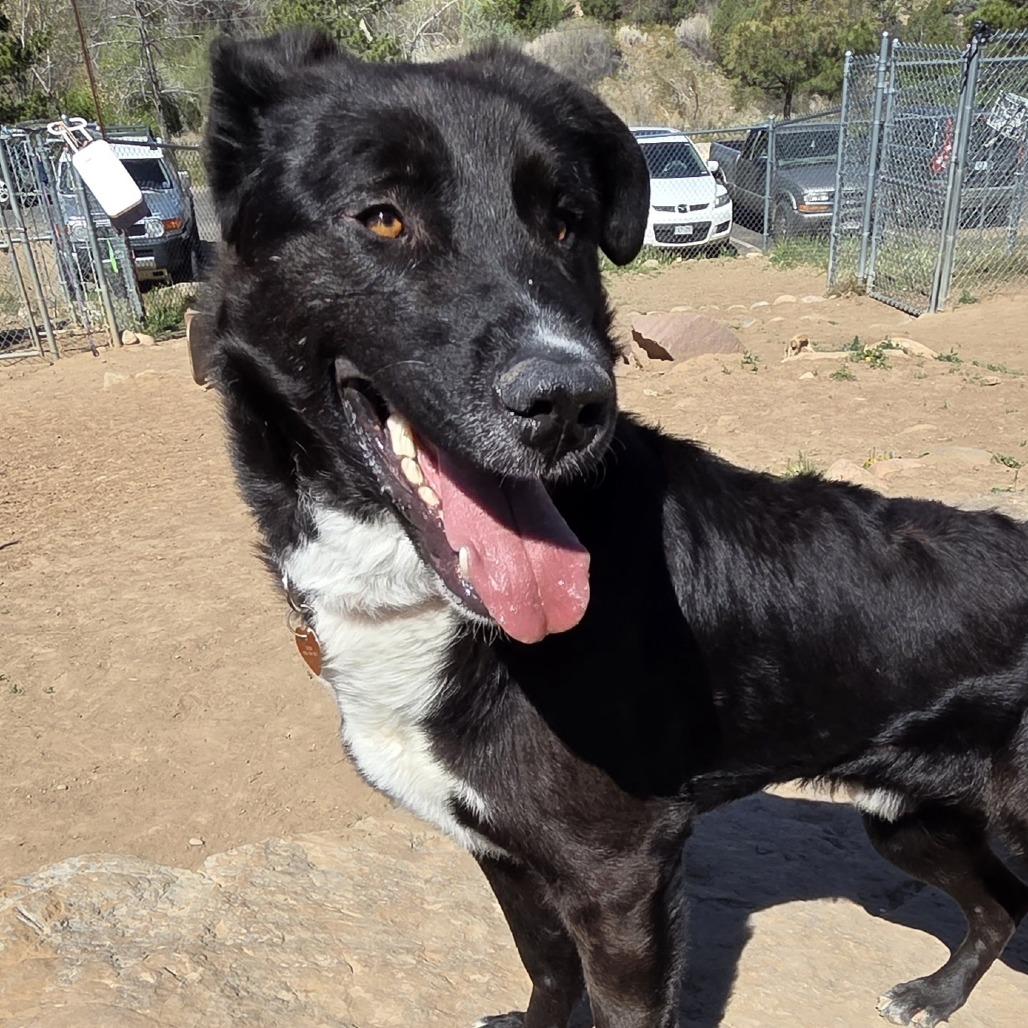 Oreo, a Adoptable Black Labrador Retriever in Durango, CO image 3/3