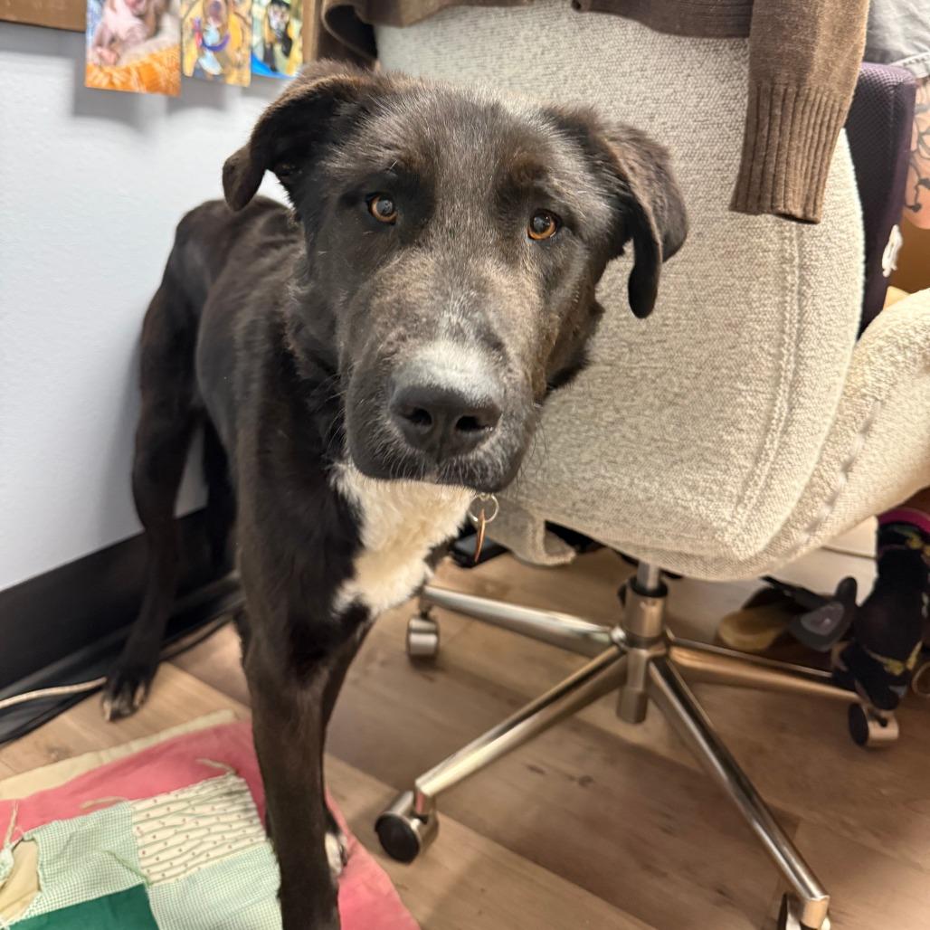 Enlarge Oreo, a Adoptable Black Labrador Retriever in Durango, CO image 1/1