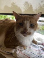 Oliver and Ivy BONDED PAIR, a ADOPTABLE Domestic Short Hair in Waterdown, ON image 2/2