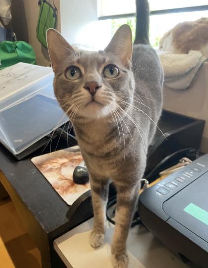 Oliver and Ivy BONDED PAIR, a ADOPTABLE Domestic Short Hair in Waterdown, ON image 1/2