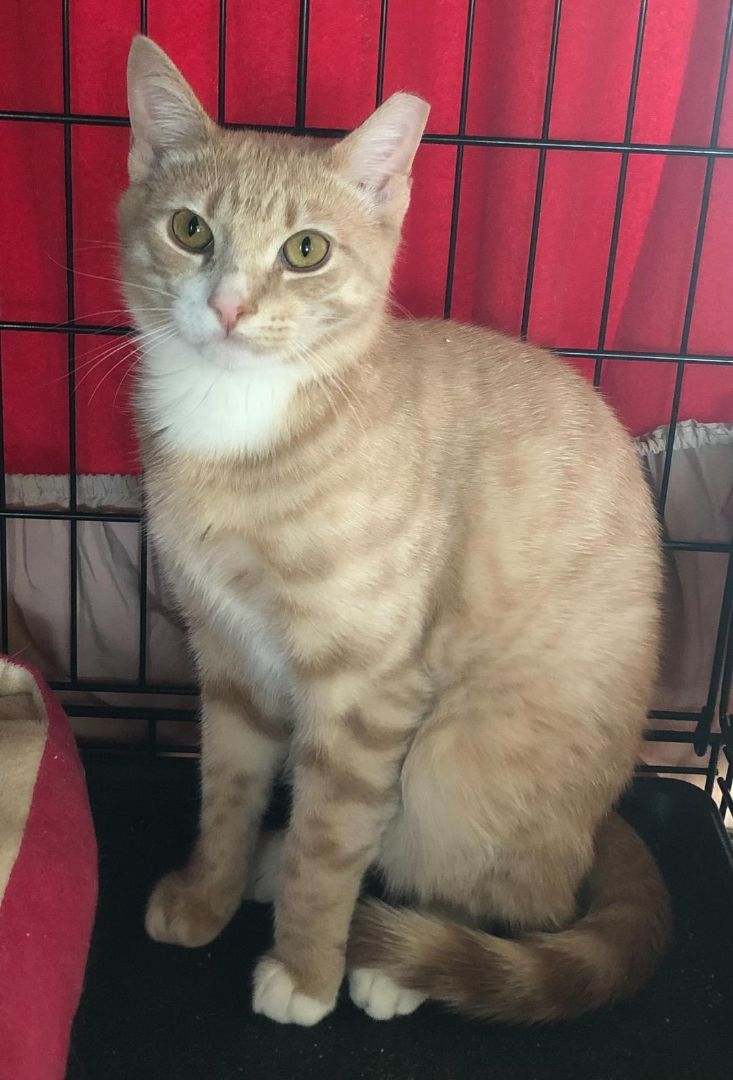 Peanut