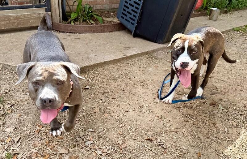 Thea Pretty Baby Loves Her Humans — thumbnail 2