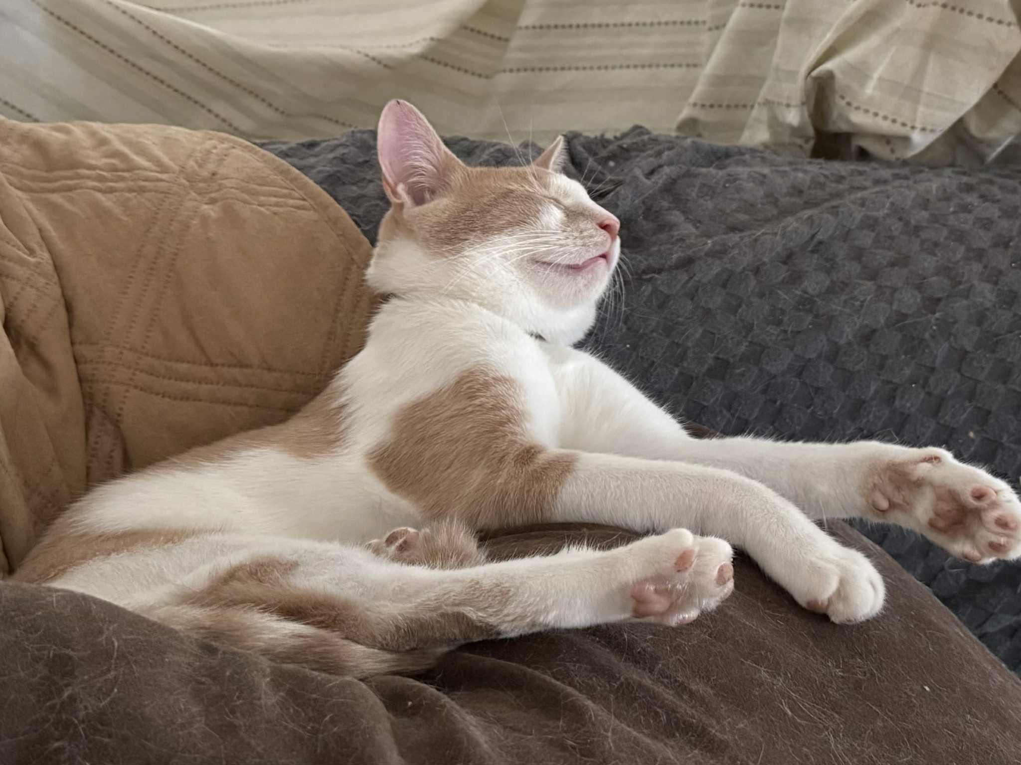 Enlarge Casper, a Adoptable American Shorthair in Windham, NH image 2/4