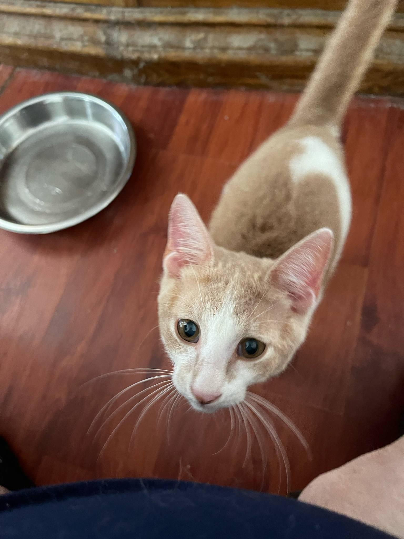 Enlarge Casper, a Adoptable American Shorthair in Windham, NH image 4/4