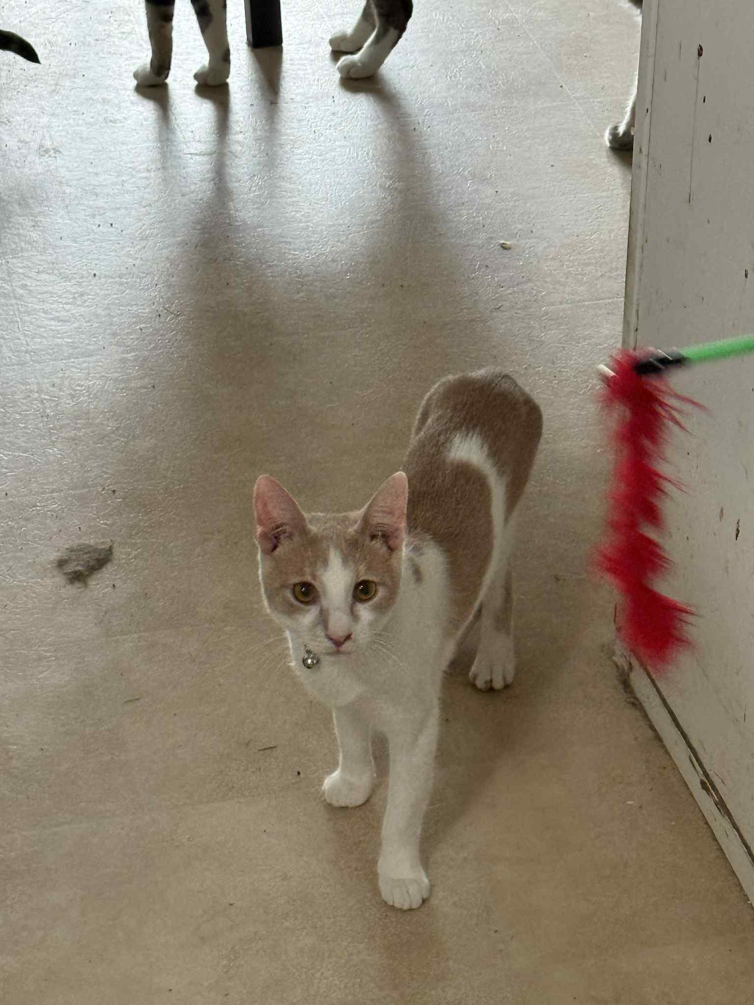 Enlarge Casper, a Adoptable American Shorthair in Windham, NH image 1/4