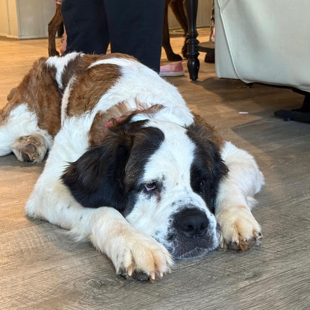 Enlarge Mistletoe, a ADOPTABLE Saint Bernard in Daphne, AL image 2/3