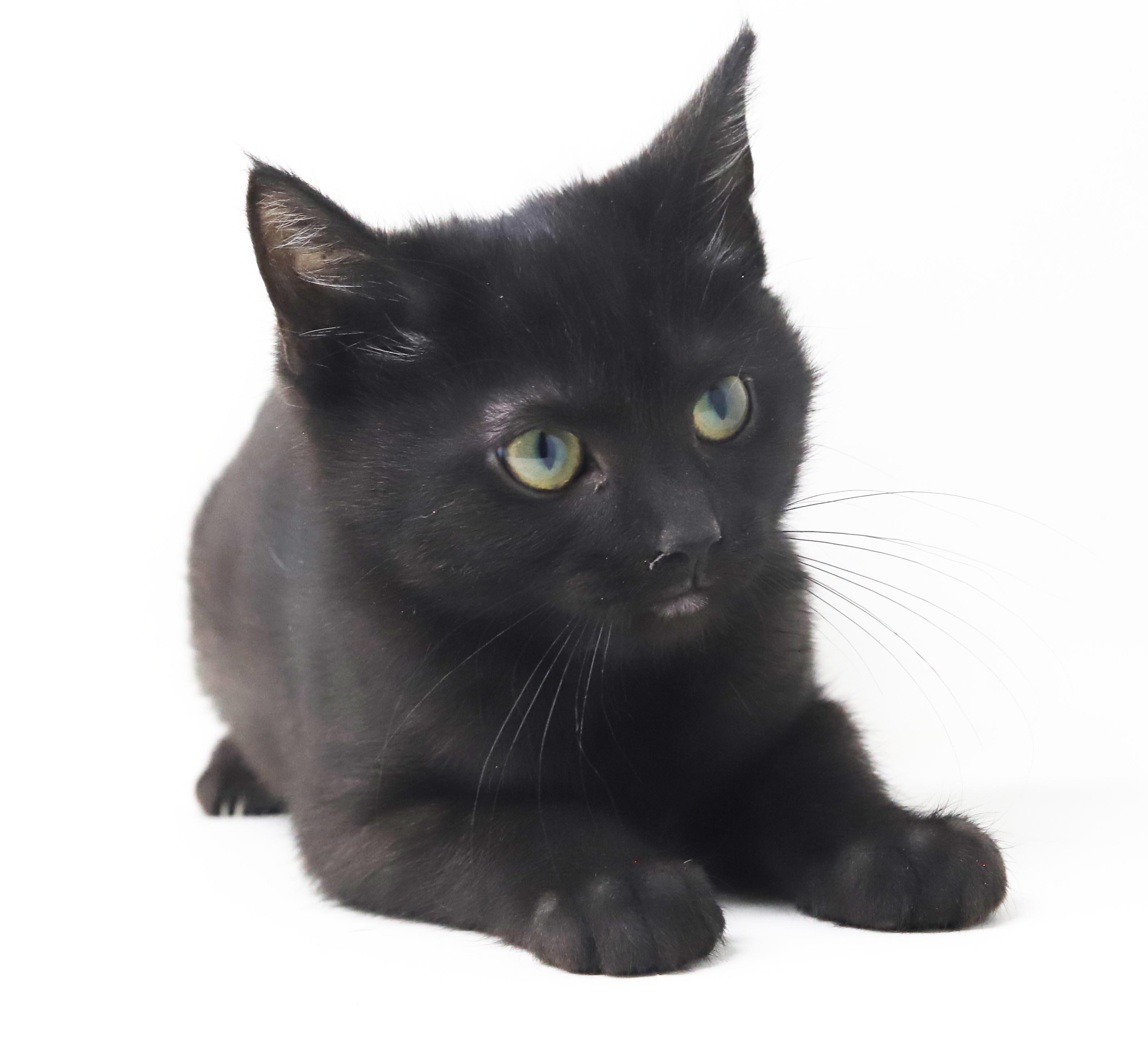 Enlarge Potato is the ULTIMATE SMUSHY SMUSH tiny tot - soooo soft, a Adoptable mixed breed in Bedford Hills, NY image 3/6