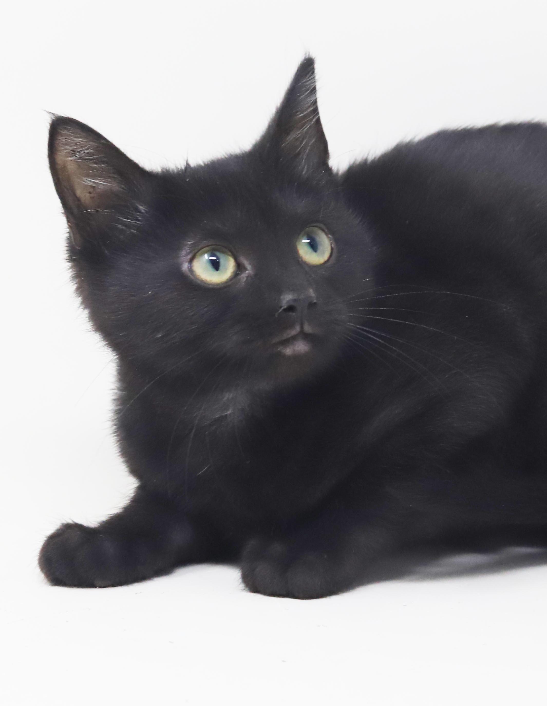 Enlarge Potato is the ULTIMATE SMUSHY SMUSH tiny tot - soooo soft, a Adoptable mixed breed in Bedford Hills, NY image 2/6