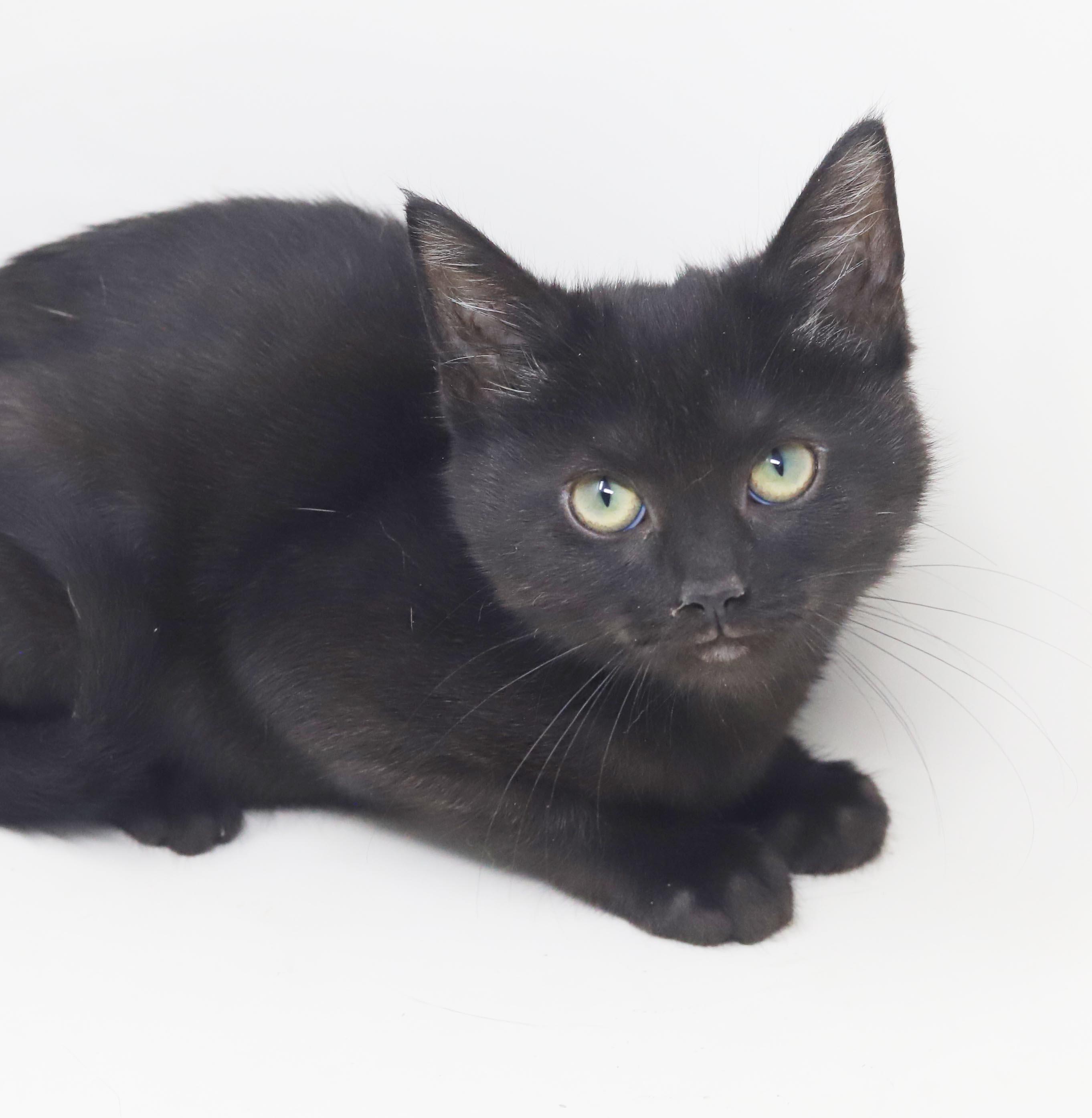 Enlarge Potato is the ULTIMATE SMUSHY SMUSH tiny tot - soooo soft, a Adoptable mixed breed in Bedford Hills, NY image 6/6