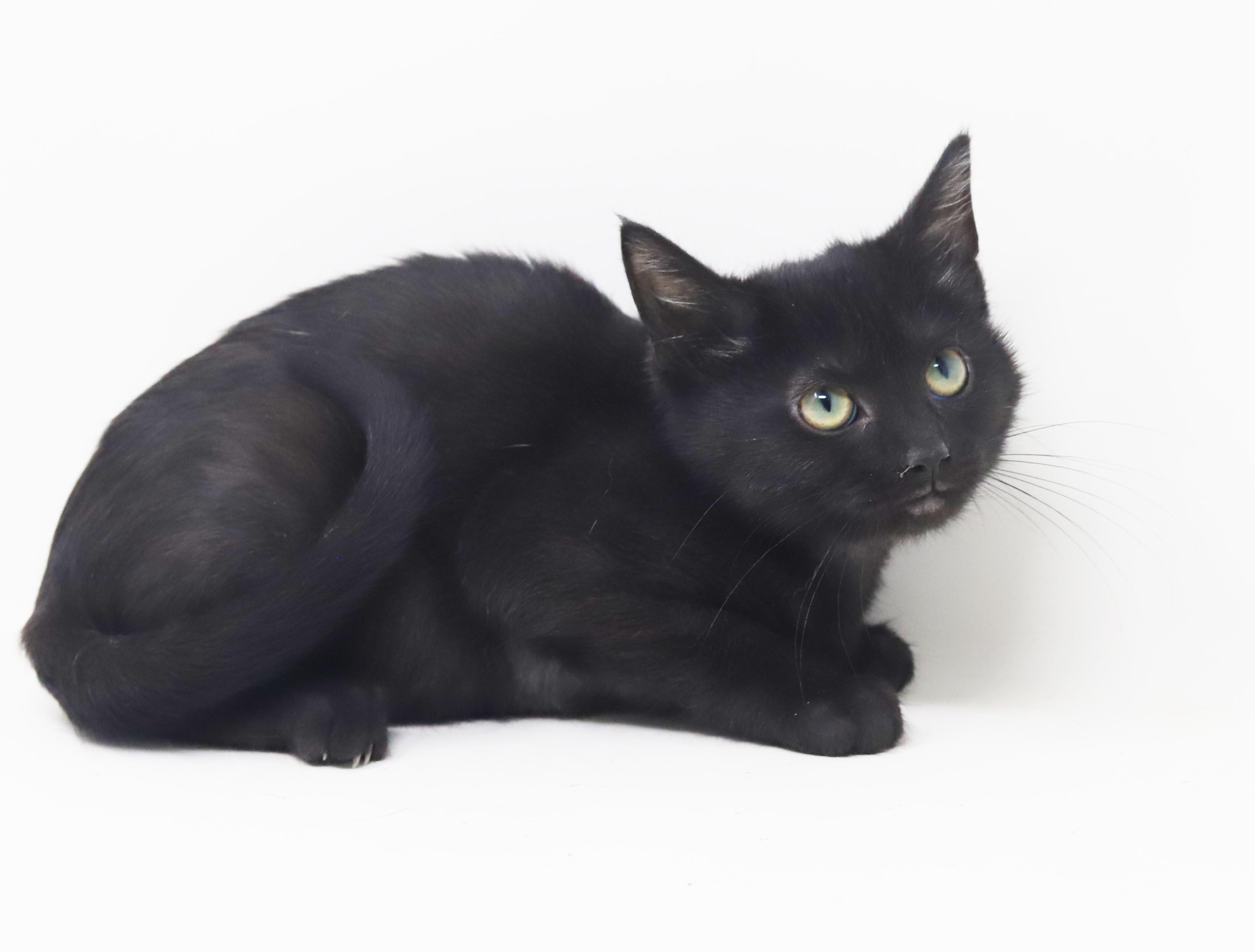 Enlarge Potato is the ULTIMATE SMUSHY SMUSH tiny tot - soooo soft, a Adoptable mixed breed in Bedford Hills, NY image 4/6