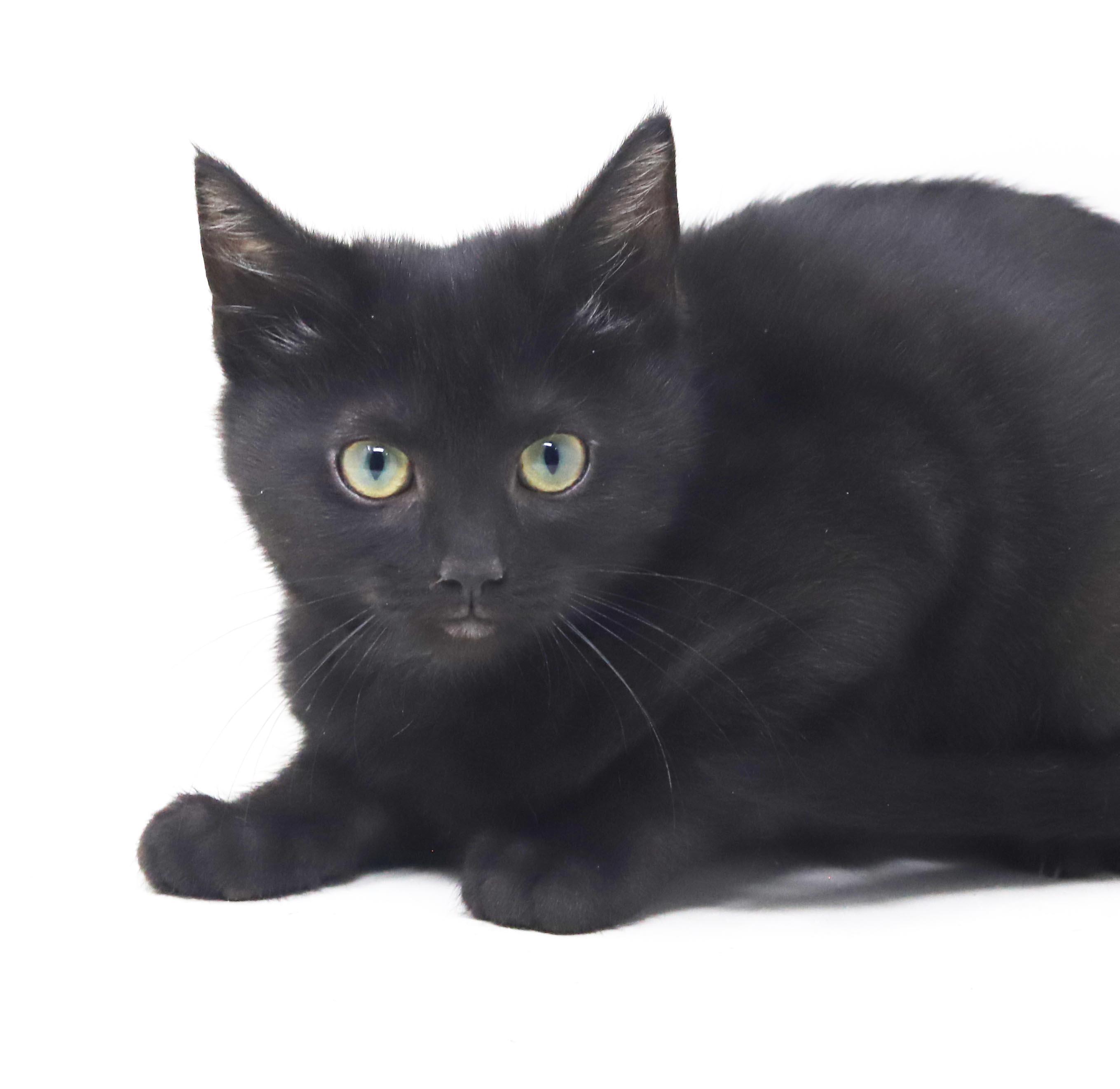 Enlarge Potato is the ULTIMATE SMUSHY SMUSH tiny tot - soooo soft, a Adoptable mixed breed in Bedford Hills, NY image 1/6
