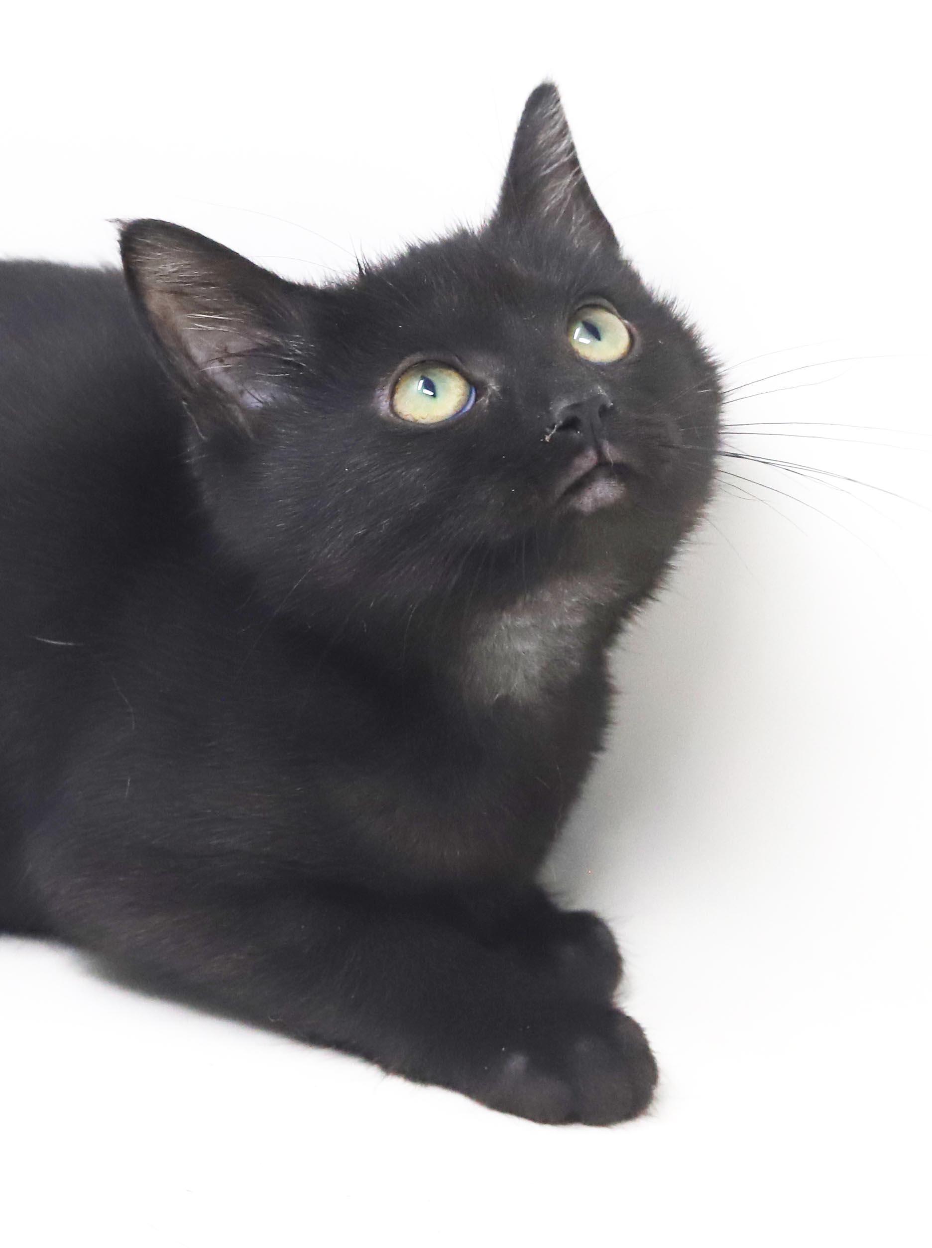 Enlarge Potato is the ULTIMATE SMUSHY SMUSH tiny tot - soooo soft, a Adoptable mixed breed in Bedford Hills, NY image 5/6
