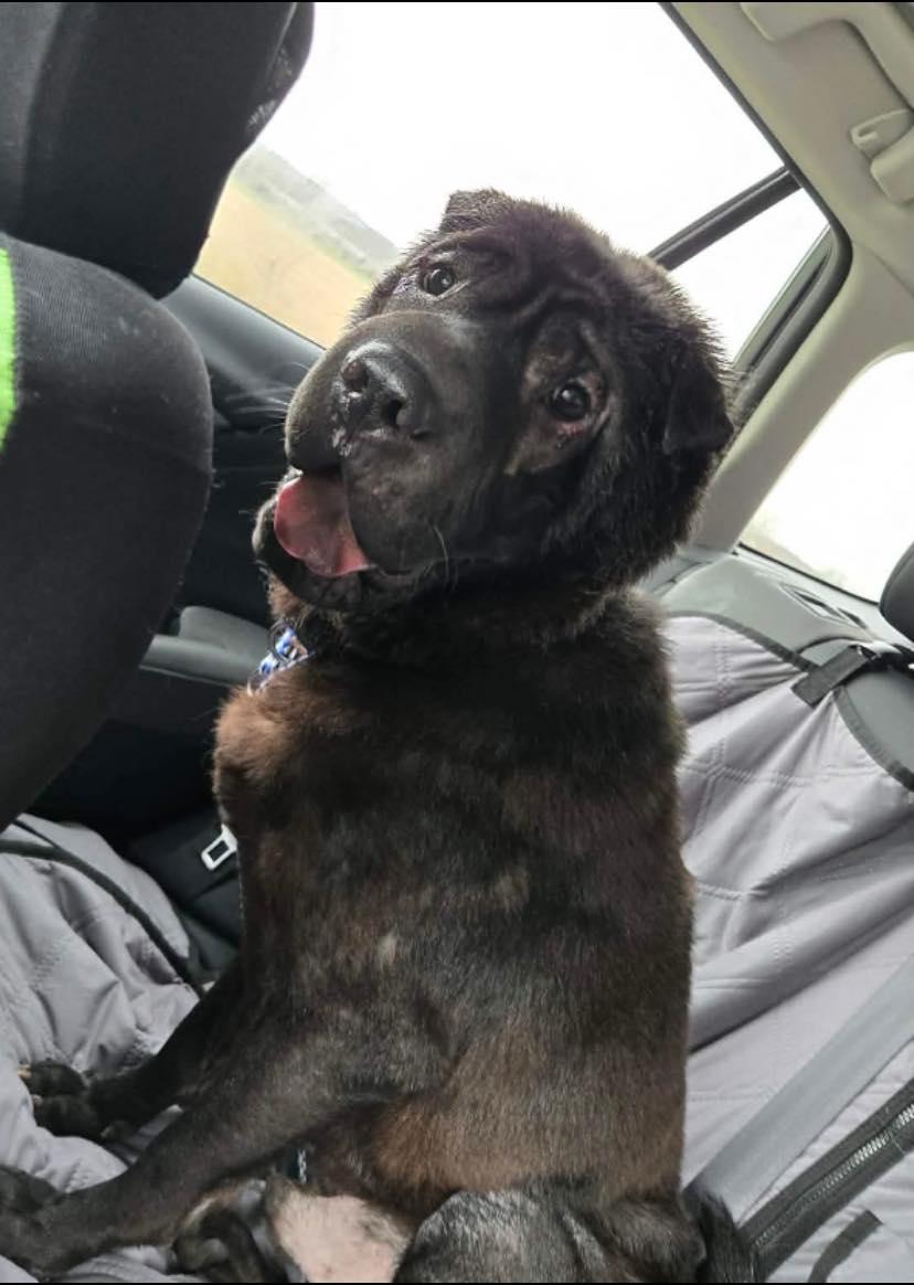 Enlarge Diesel, a ADOPTABLE Shar-Pei in Marseilles, IL image 2/2