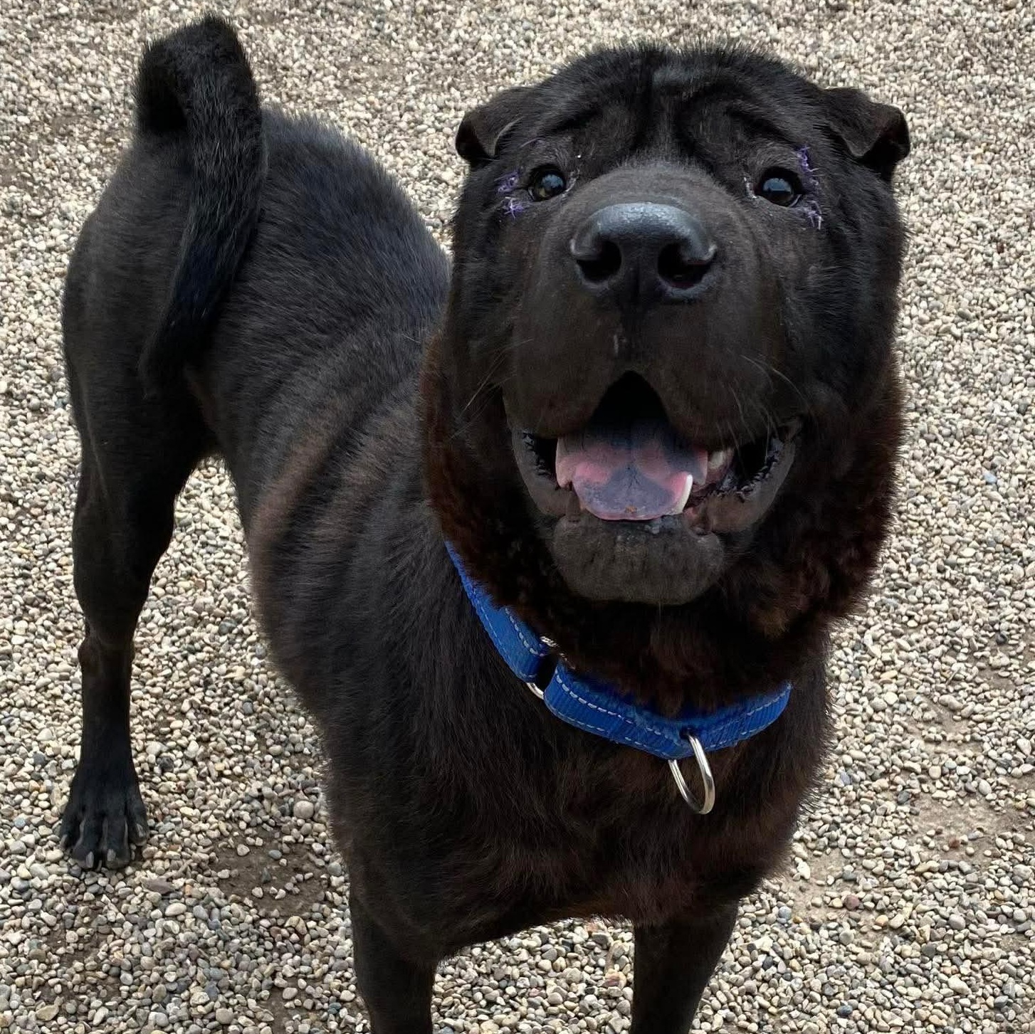 Diesel, ADOPTABLE, Young Male Shar-Pei.