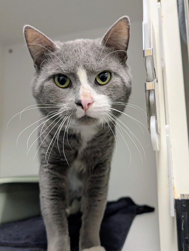 Brad Kitt, adopted, Adult Male Domestic Short Hair.