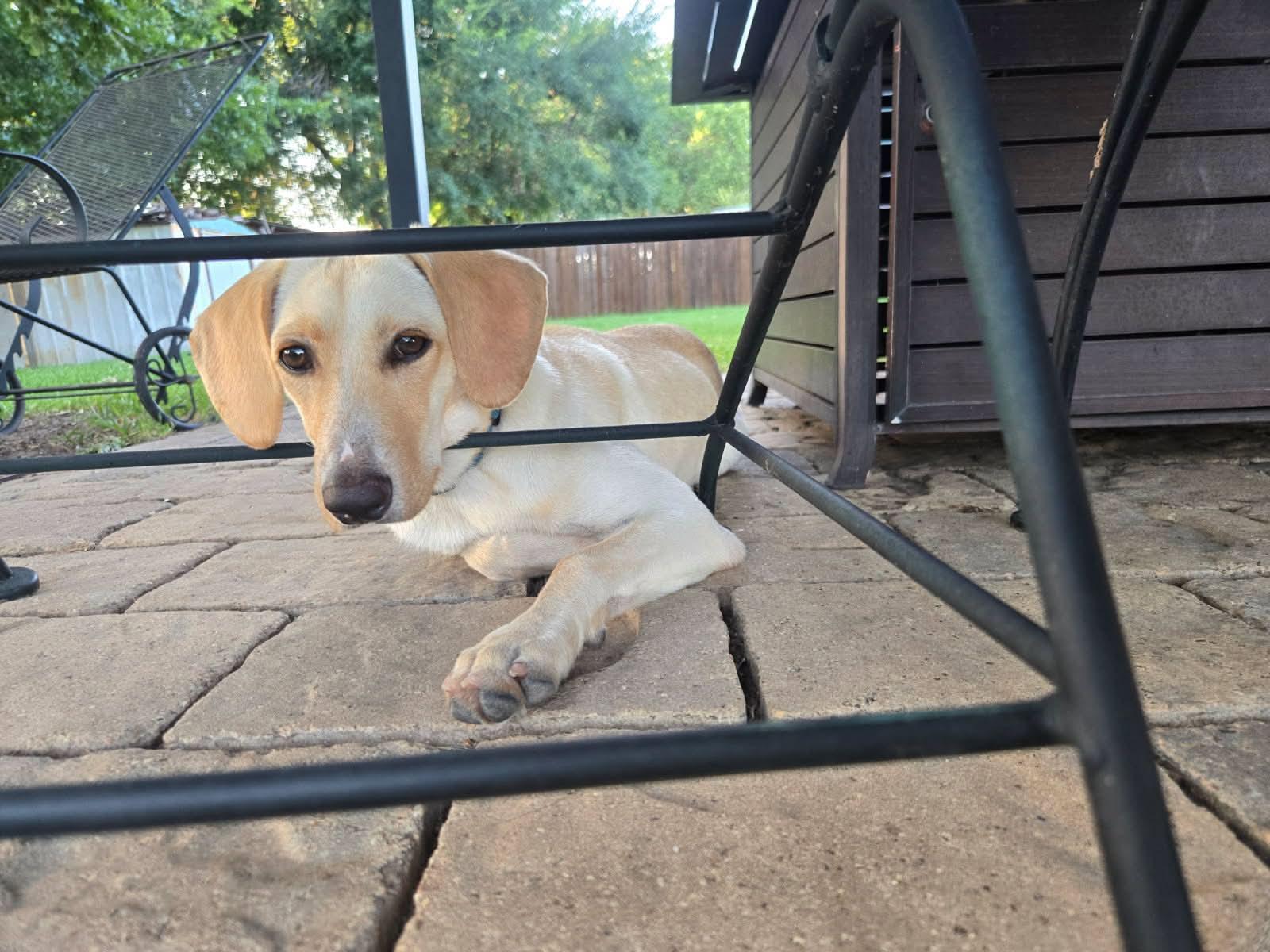 Luz, Adopted, Puppy Female Labrador Retriever.