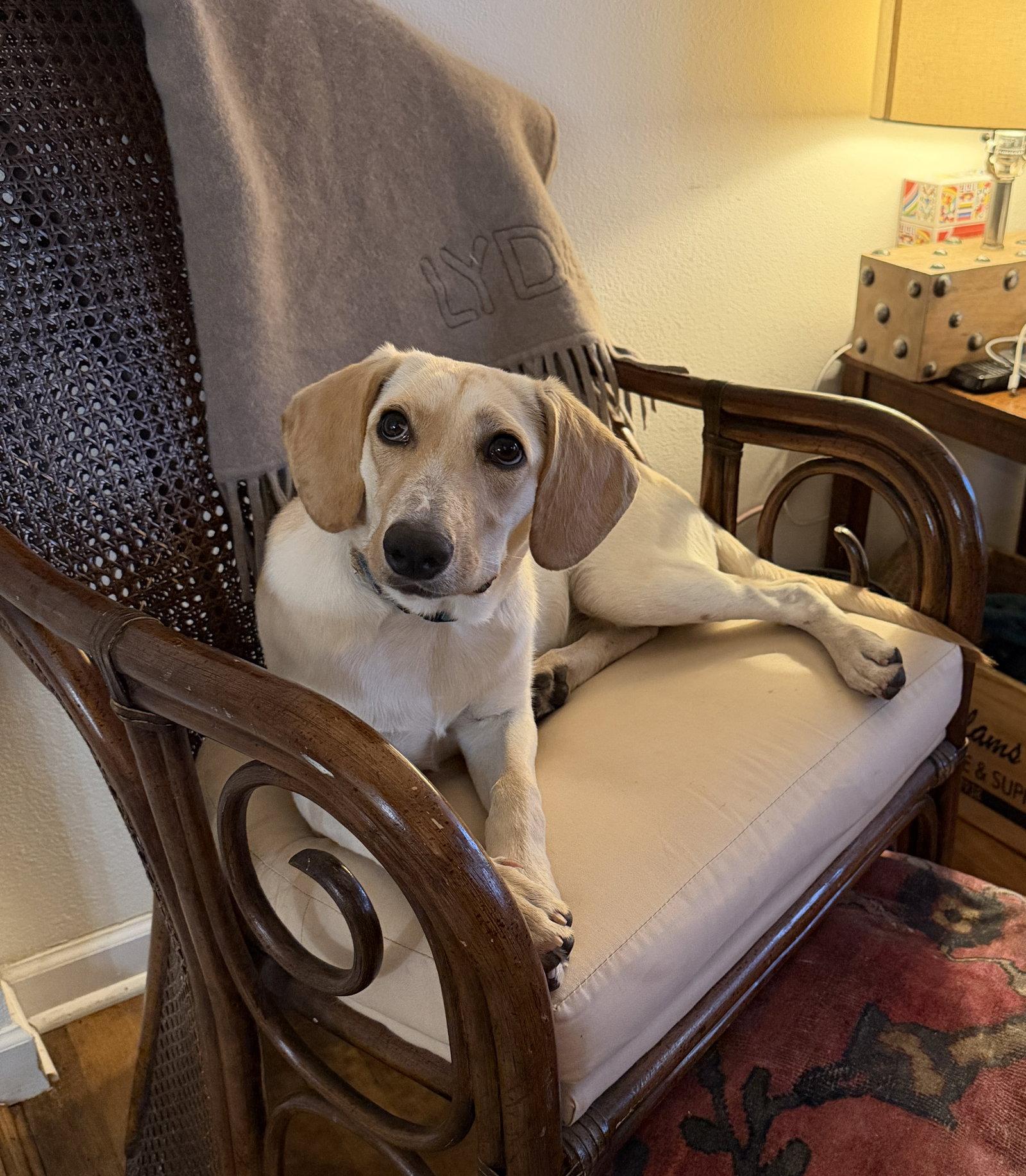Luz, a Adopted Labrador Retriever in Fort Worth, TX image 3/3