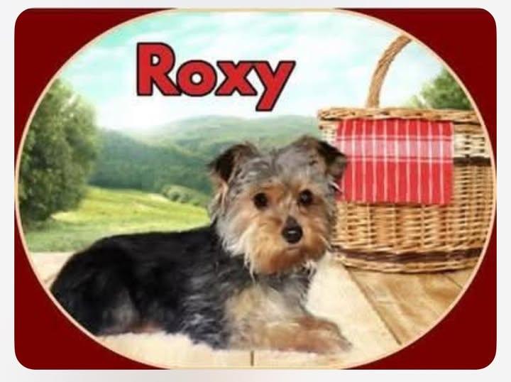 Enlarge Roxy Apr 25, a Adopted Yorkshire Terrier in Pacolet, SC image 1/2