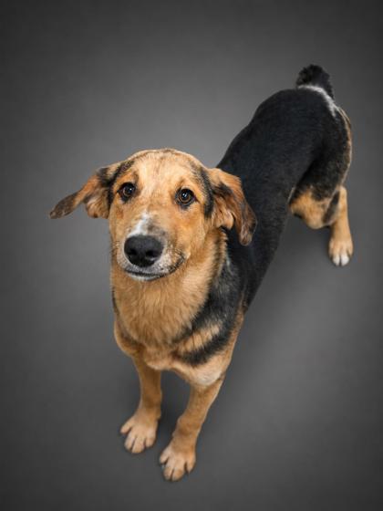 Drake, Adoptable, Young Male Catahoula Leopard Dog & Mixed Breed.