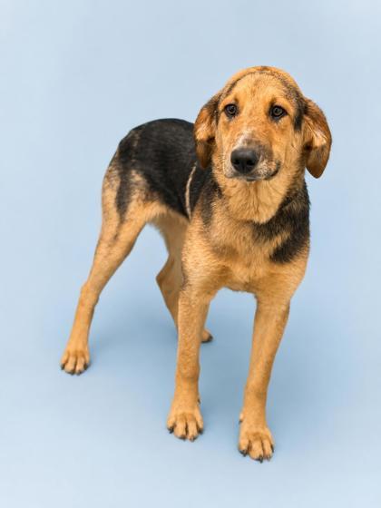 Enlarge Drake, a Adoptable mixed breed in Bowling Green, KY image 2/2