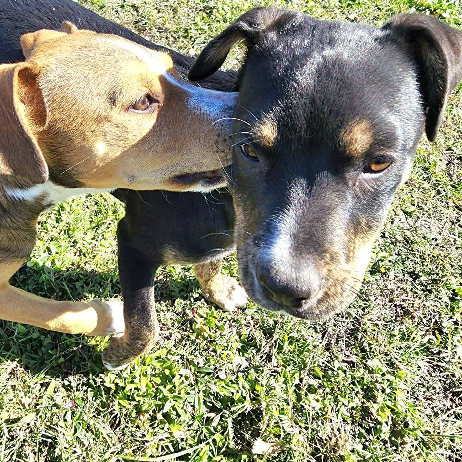 Enlarge Skor, a Adoptable mixed breed in Arlington , WA image 6/6