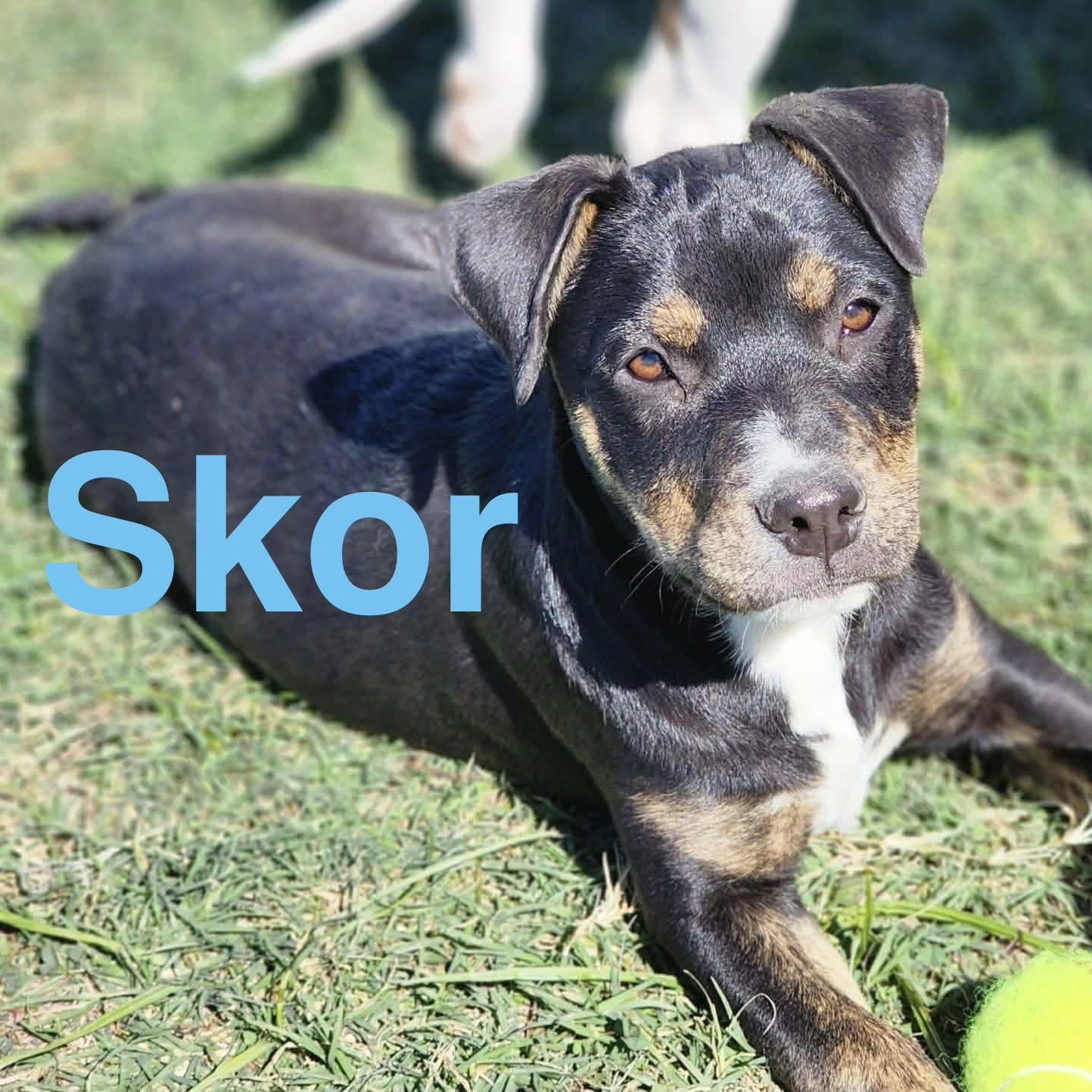 Enlarge Skor, a Adoptable mixed breed in Arlington , WA image 5/6