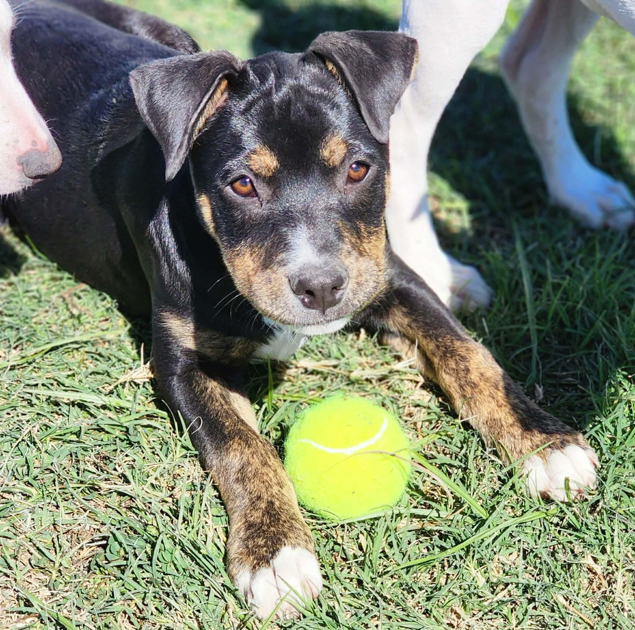 Skor, Adoptable, Puppy Male Cattle Dog.