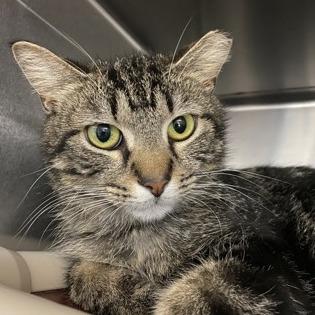 Bloppypants, Adoptable, Adult Male Domestic Medium Hair.