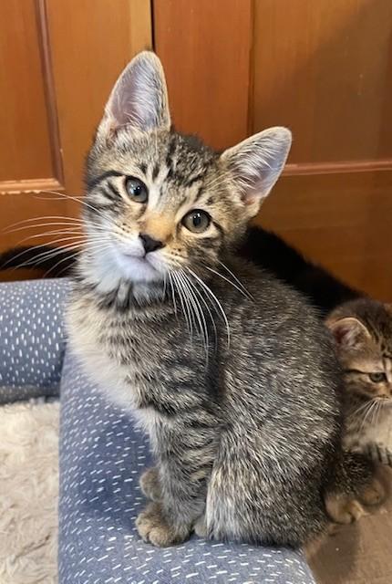 Bosco (LE), Baby Male Domestic Short Hair