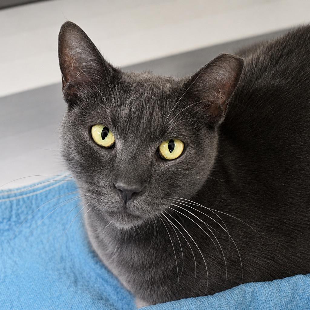 Doodlebug, Adoptable, Senior Male Domestic Short Hair.