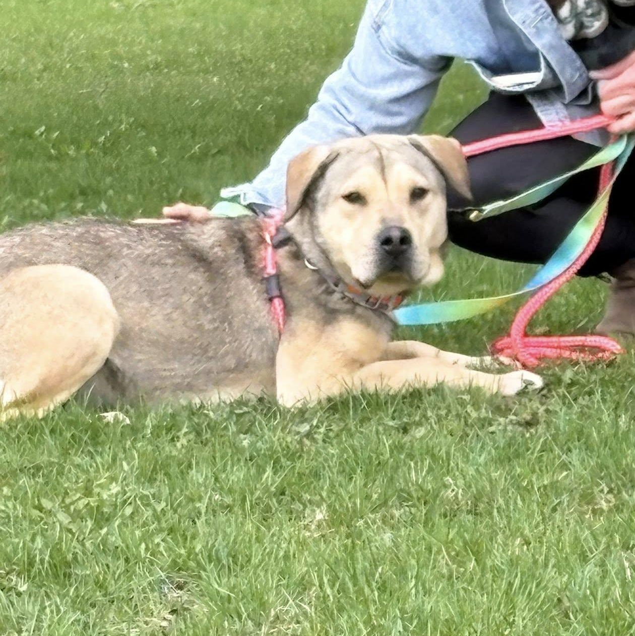 Art, a ADOPTABLE mixed breed in Woodstock, ON image 1/5