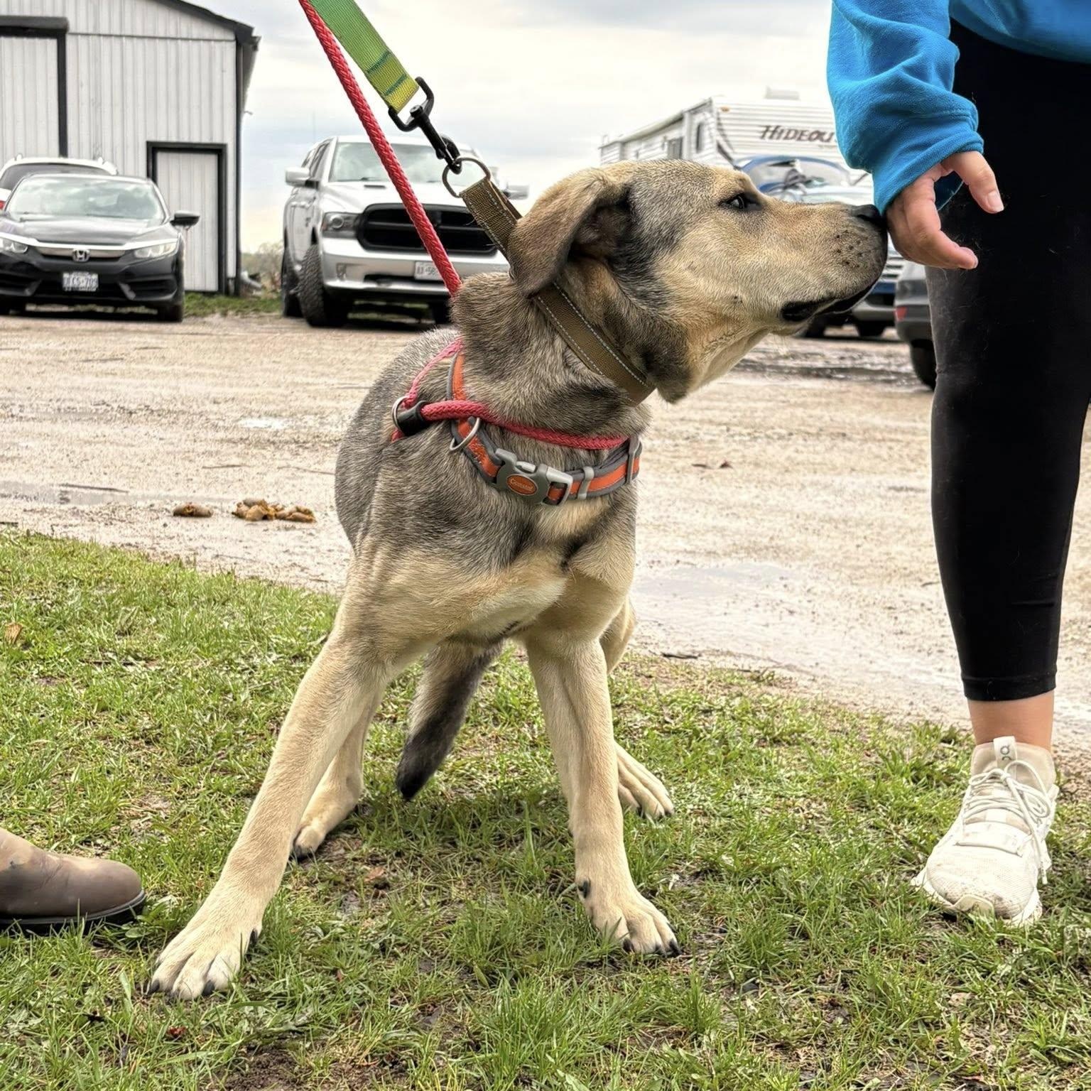 Art, a ADOPTABLE mixed breed in Woodstock, ON image 3/5