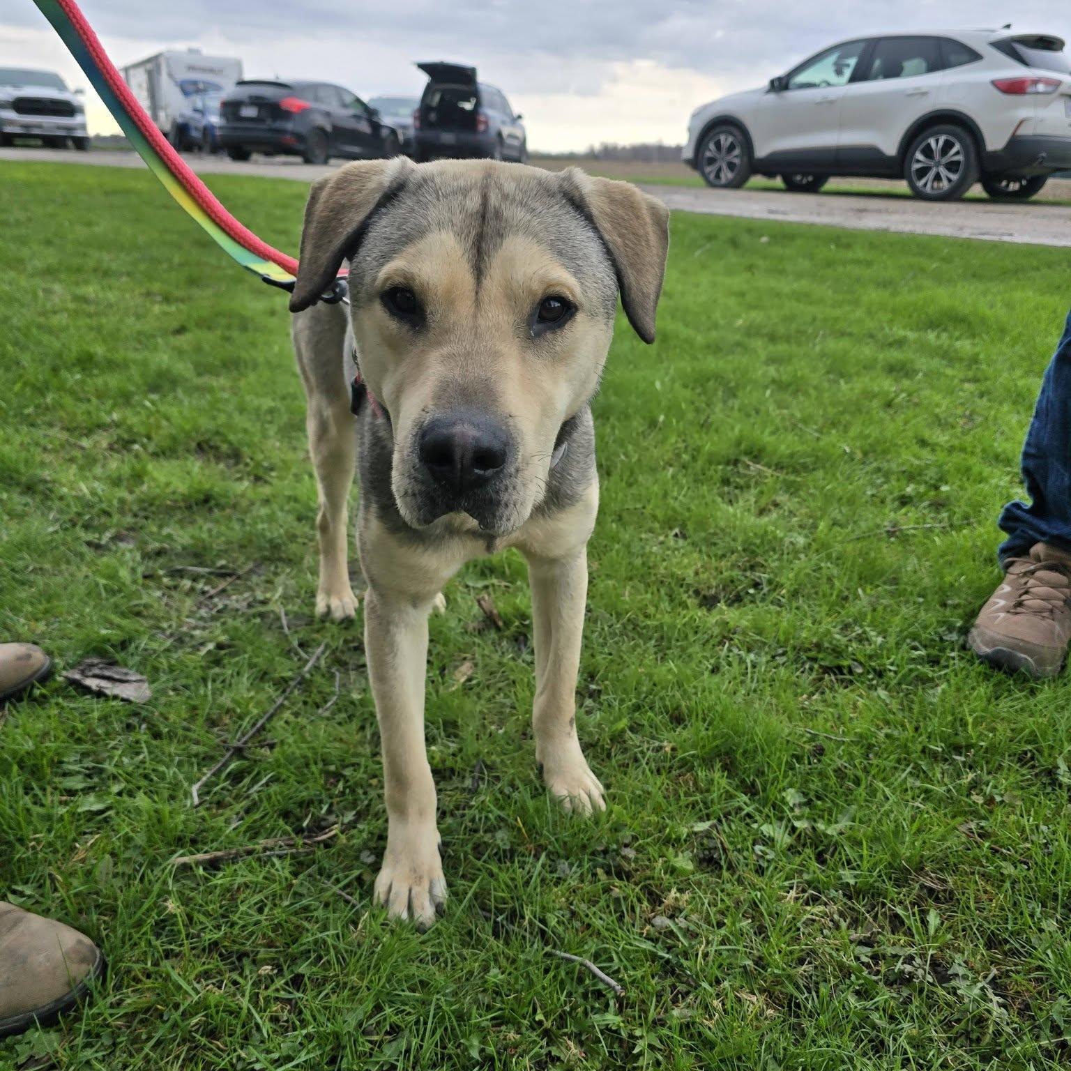 Art, ADOPTABLE, Young Male Shepherd & Husky.