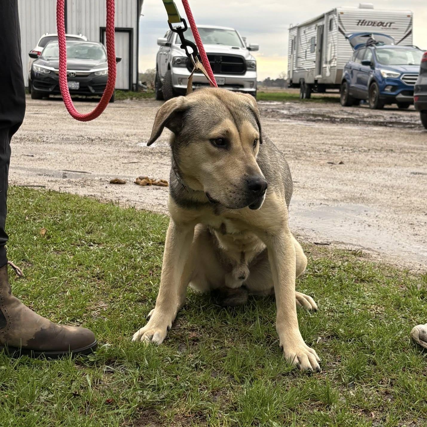 Art, a ADOPTABLE mixed breed in Woodstock, ON image 2/5