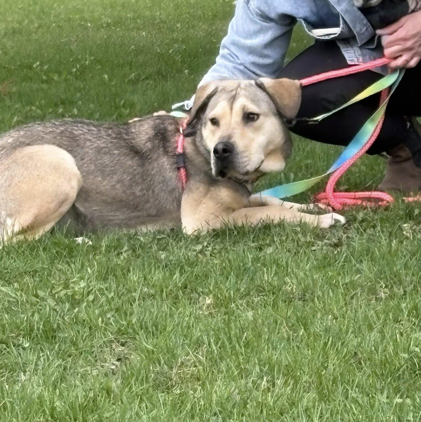 Art, a ADOPTABLE mixed breed in Woodstock, ON image 4/5