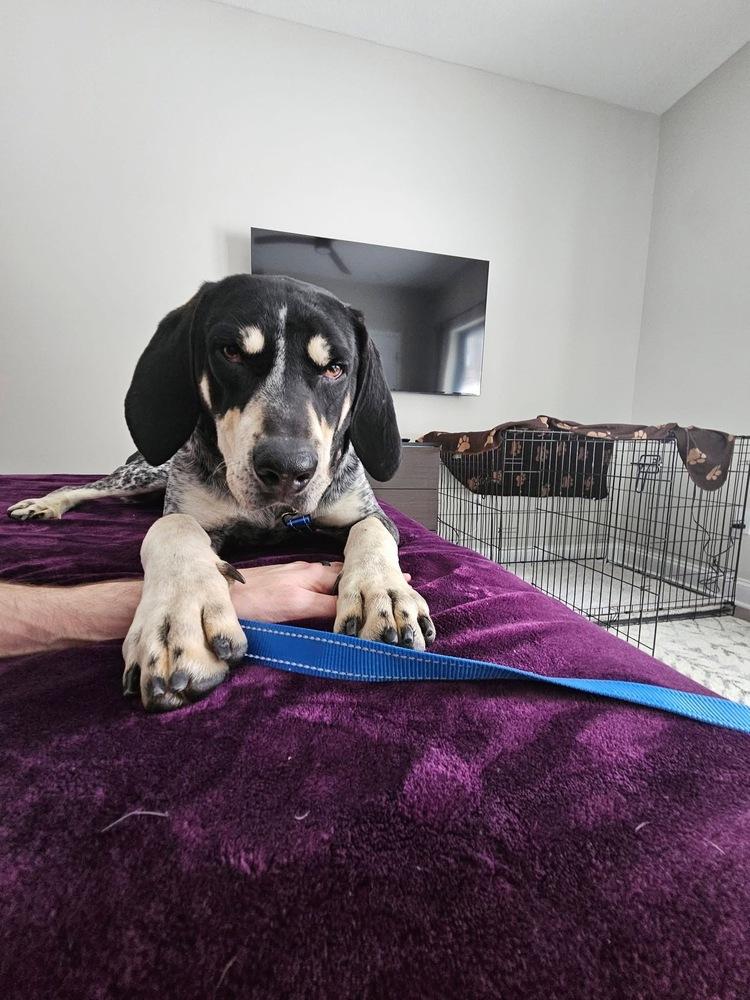 Enlarge Bluey, a Adoptable mixed breed in Irwin, PA image 1/6