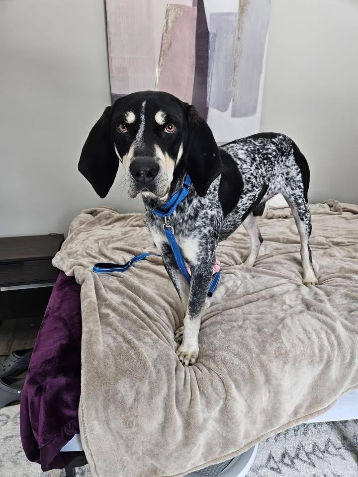 Enlarge Bluey, a Adoptable mixed breed in Irwin, PA image 3/6