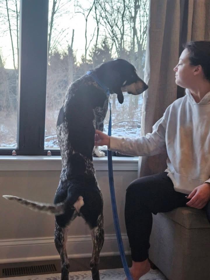 Enlarge Bluey, a Adoptable mixed breed in Irwin, PA image 4/6