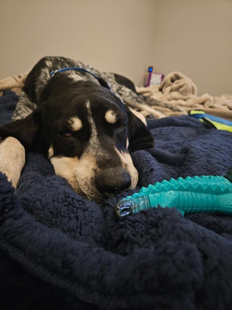 Enlarge Bluey, a Adoptable mixed breed in Irwin, PA image 5/6