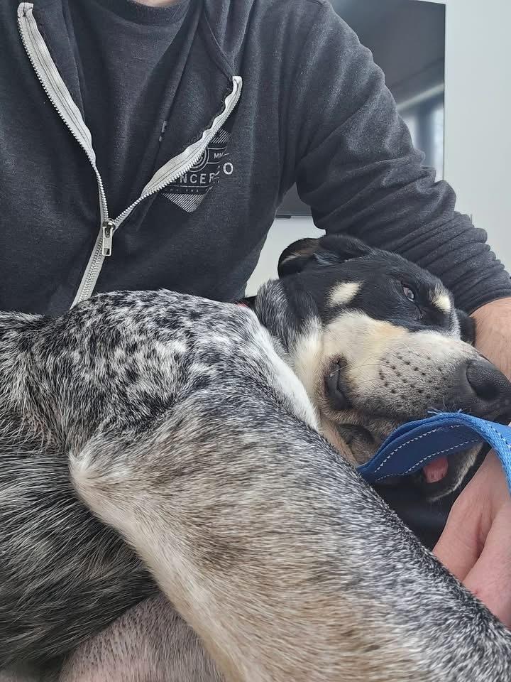 Enlarge Bluey, a Adoptable mixed breed in Irwin, PA image 6/6