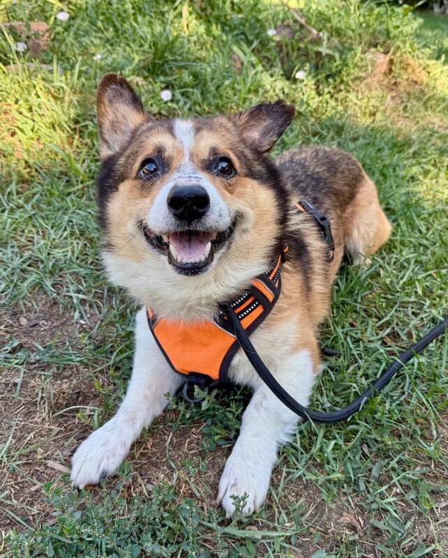 Enlarge Benjamin, a Adoptable mixed breed in Littleton, CO image 2/6