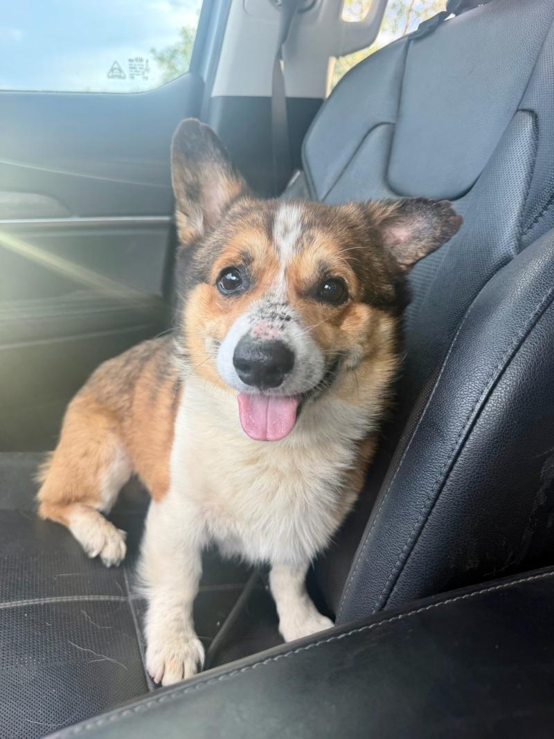 Enlarge Benjamin, a Adoptable mixed breed in Littleton, CO image 5/6