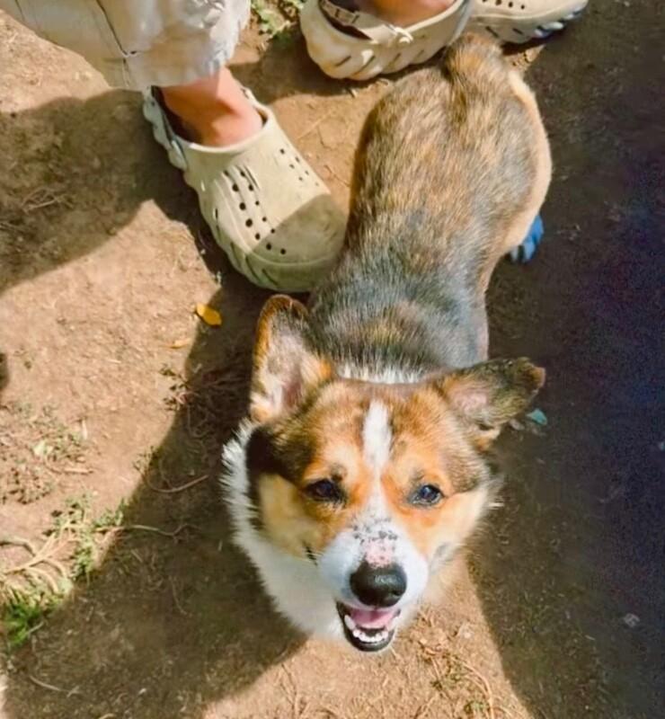 Enlarge Benjamin, a Adoptable mixed breed in Littleton, CO image 6/6