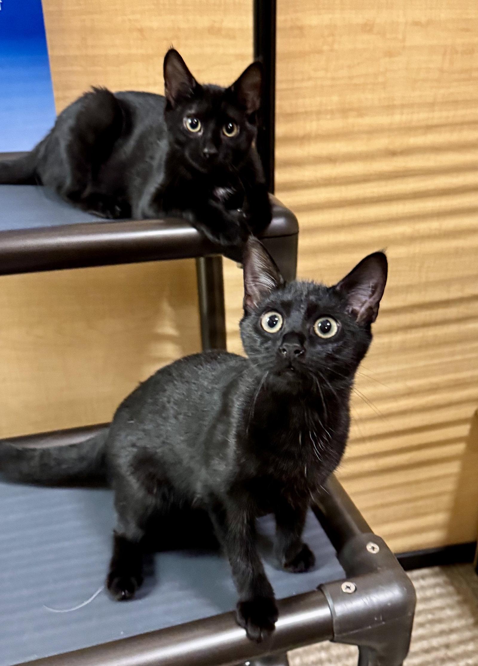 Sapphire (& Emerald) BONDED, Adopted, Kitten Female Domestic Short Hair.