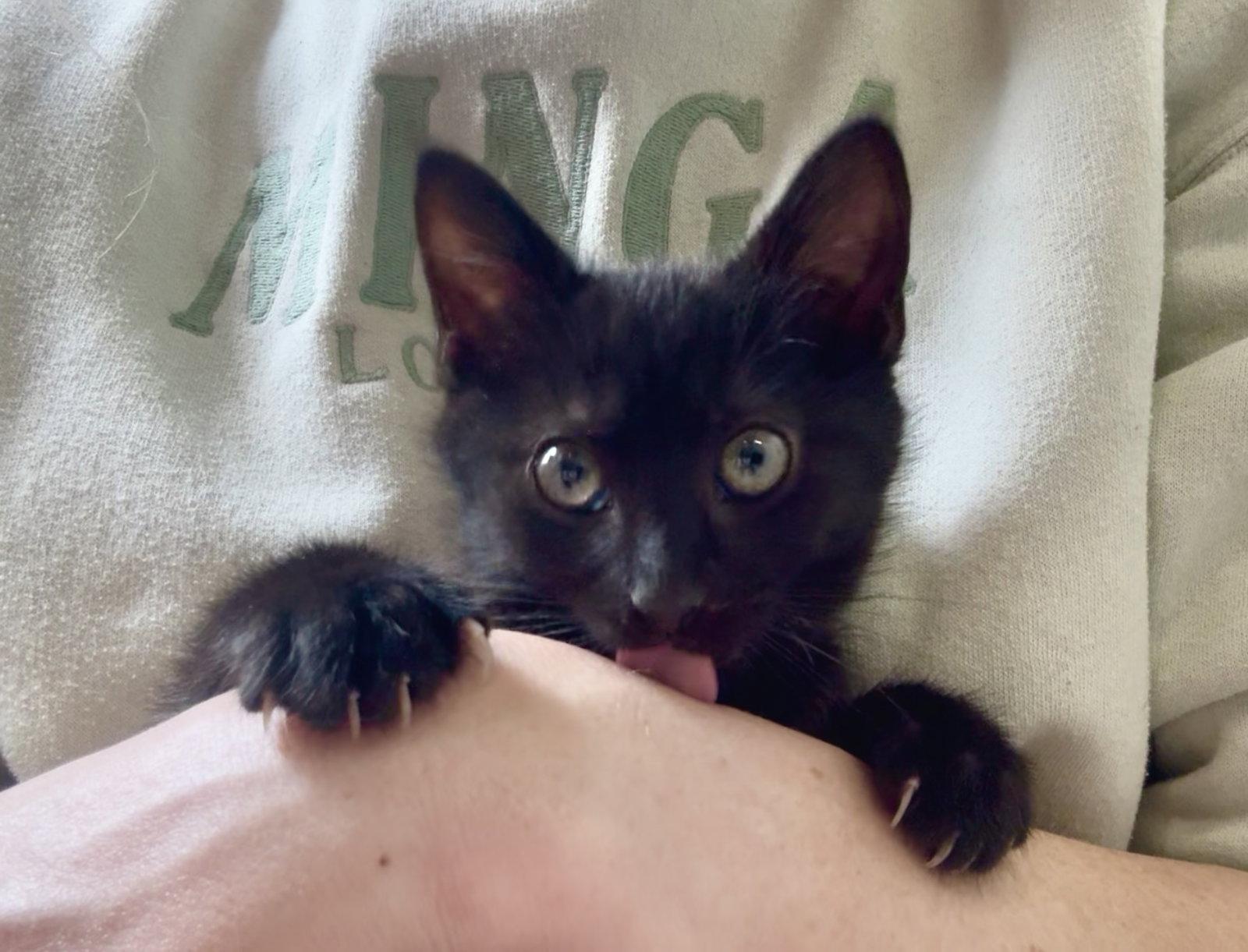 Enlarge Sapphire (& Emerald) BONDED, a Adopted Domestic Short Hair in Herndon, VA image 2/3