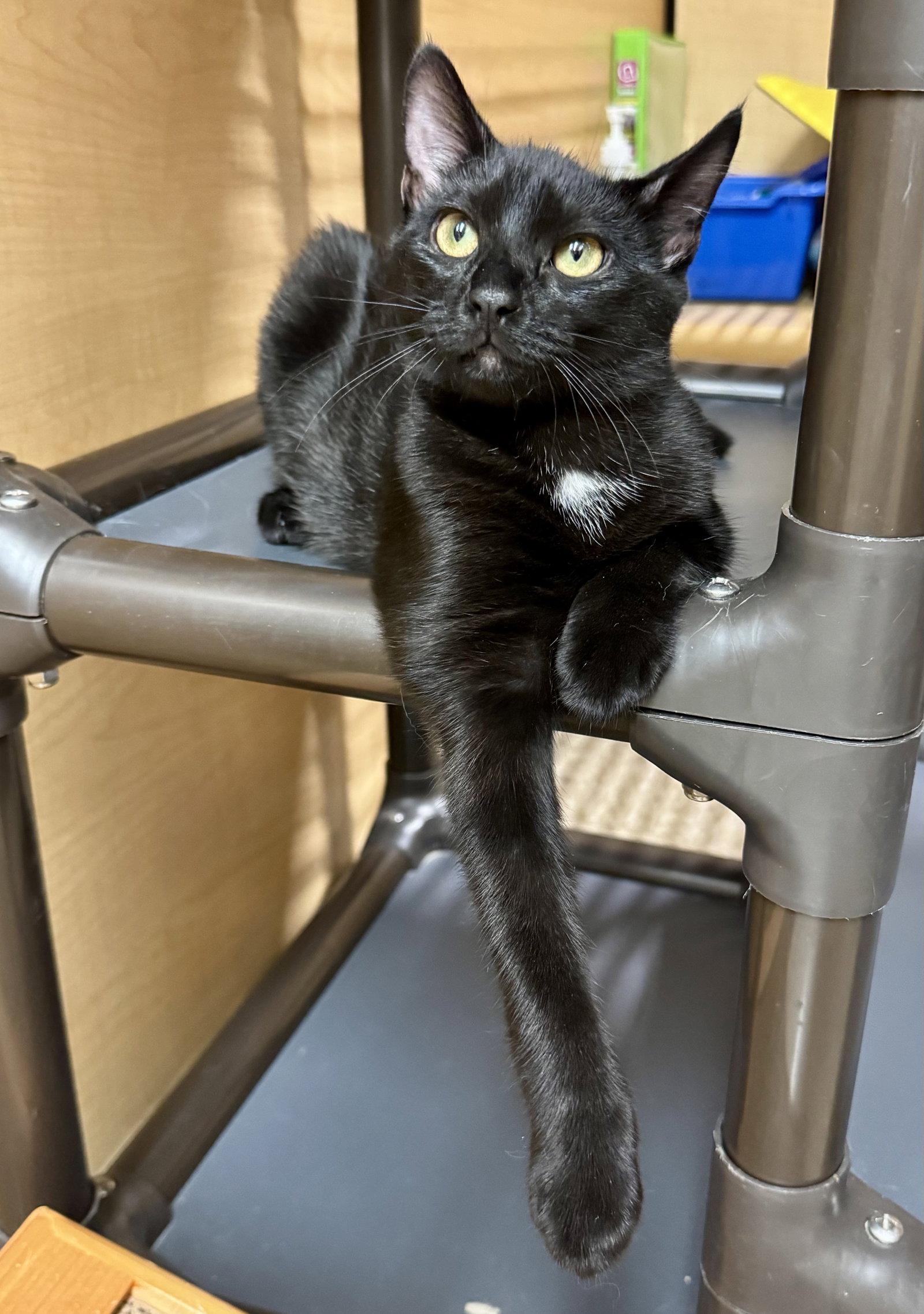 Enlarge Sapphire (& Emerald) BONDED, a Adopted Domestic Short Hair in Herndon, VA image 3/3